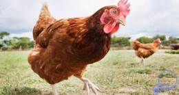 100 milyon tavuk kafeslerde eziyet çekiyor Yumurta ve tavuk üretiminin korkunç yüzü