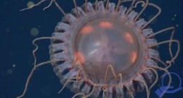 ABD’de karanlık bölgede keşfedildi! Sıra dışı bir denizanası türü bilim dünyasını heyecanlandırdı