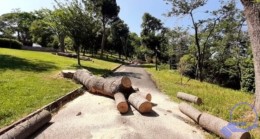 İBB, Emirgan Korusu’ndaki 130 ağacı kesti
