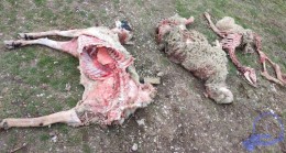 Ankara’da 30 başıboş köpek saldırdı 9 koyun telef oldu manzara dehşete düşürdü