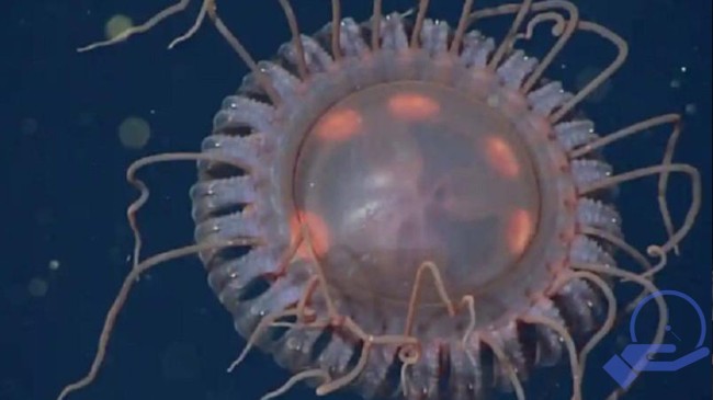 ABD’de karanlık bölgede keşfedildi! Sıra dışı bir denizanası türü bilim dünyasını heyecanlandırdı