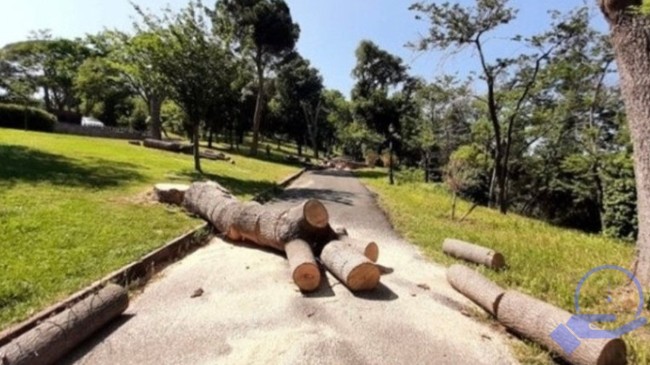 İBB, Emirgan Korusu’ndaki 130 ağacı kesti