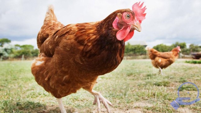 100 milyon tavuk kafeslerde eziyet çekiyor Yumurta ve tavuk üretiminin korkunç yüzü