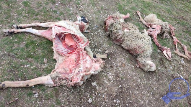 Ankara’da 30 başıboş köpek saldırdı 9 koyun telef oldu manzara dehşete düşürdü